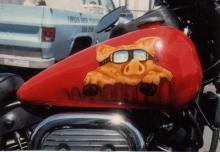 Pig Front