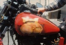 Pig Rear